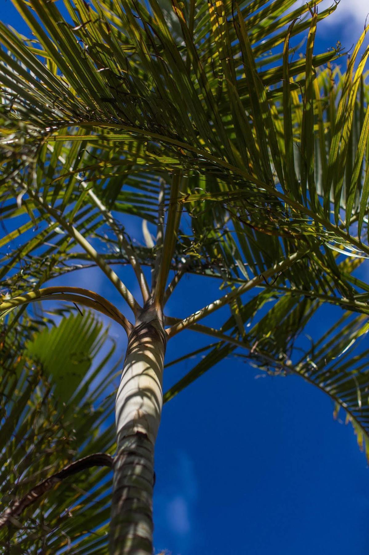 The Black Pearl Beachside Apartments Rarotonga Eksteriør billede